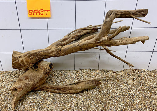 54719T Talawa Wurzel Holz