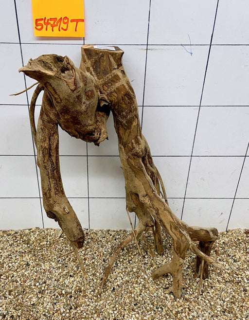 54719T Talawa Wurzel Holz