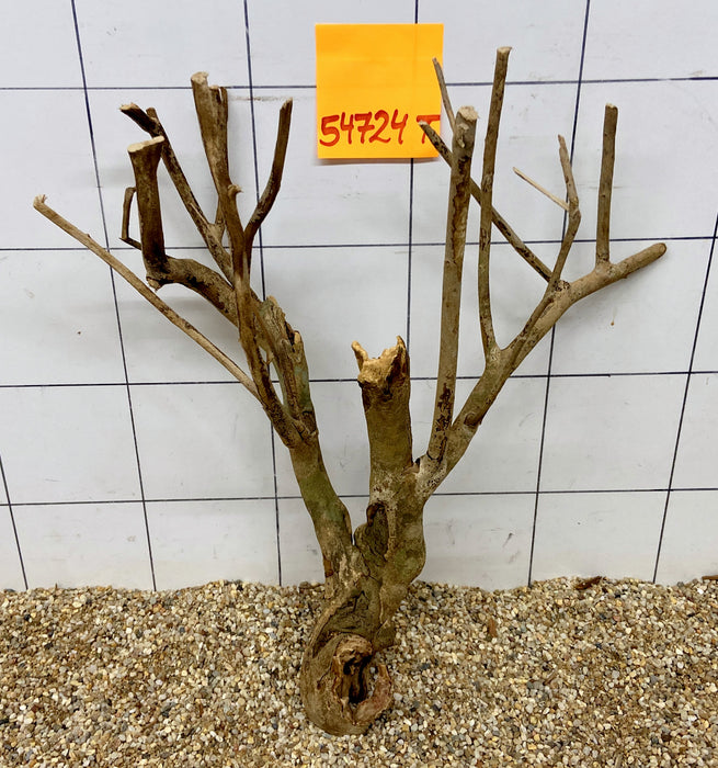 54724T Talawa Wurzel Holz