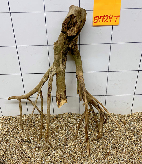 54724T Talawa Wurzel Holz