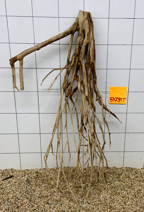 54731T Talawa Wurzel Holz