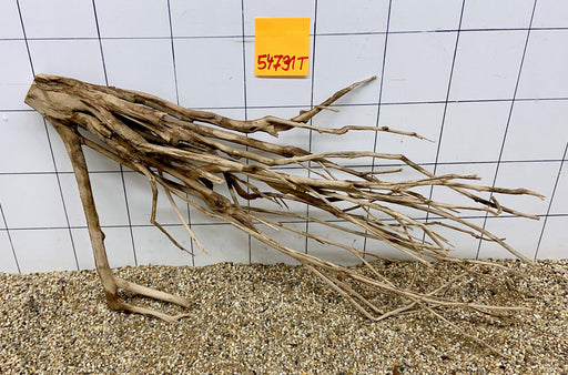 54731T Talawa Wurzel Holz