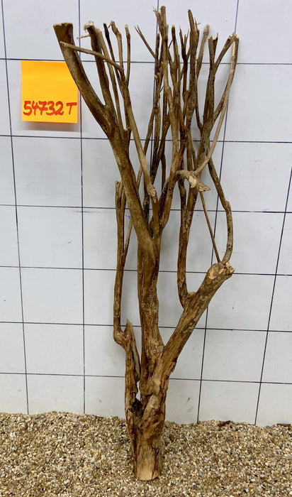 54732T Talawa Wurzel Holz