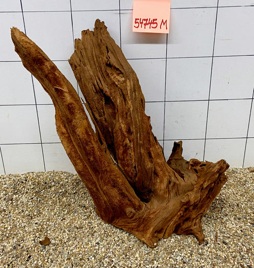 54745M - Mangrovenwurzel Holz