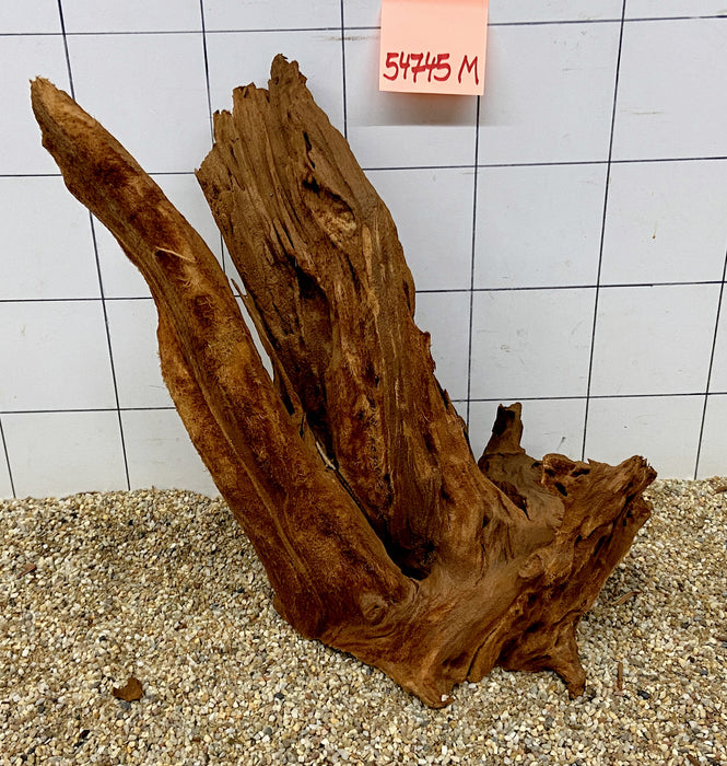 54745M - Mangrovenwurzel Holz