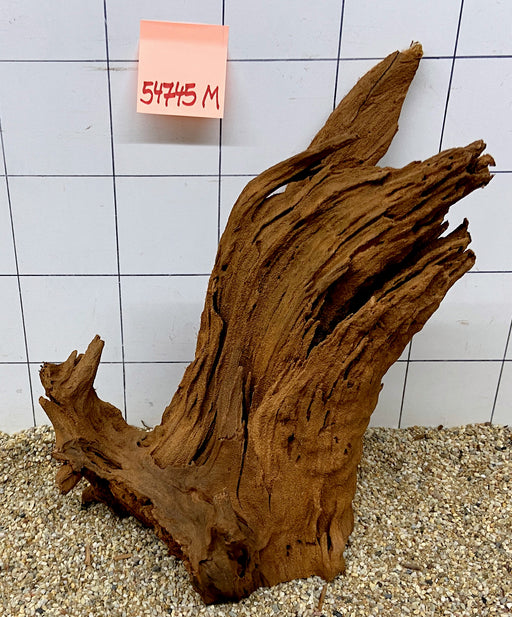 54745M - Mangrovenwurzel Holz