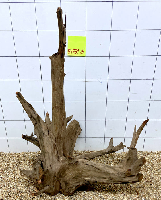 54751CO - Corbo Wurzel Holz XL