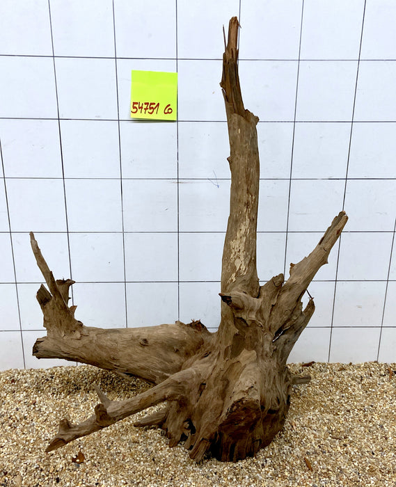 54751CO - Corbo Wurzel Holz XL