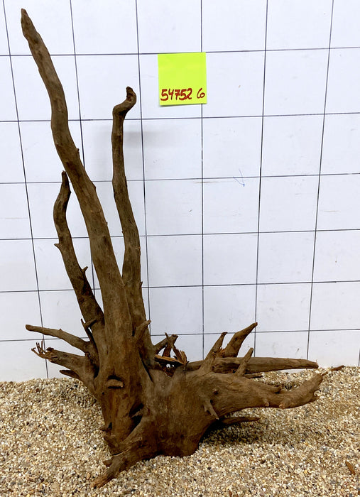 54752CO - Corbo Wurzel Holz XL