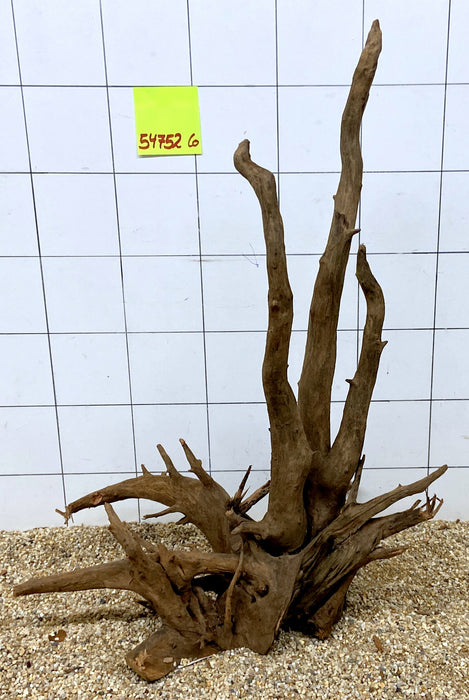 54752CO - Corbo Wurzel Holz XL