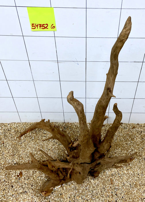 54752CO - Corbo Wurzel Holz XL