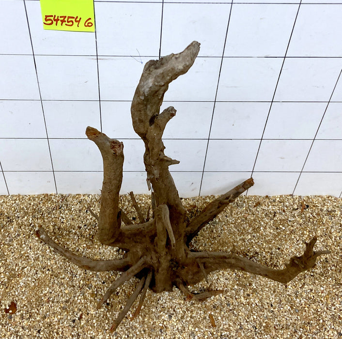 54754CO - Corbo Wurzel Holz XL