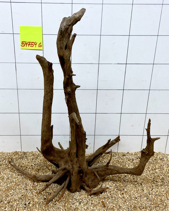 54754CO - Corbo Wurzel Holz XL