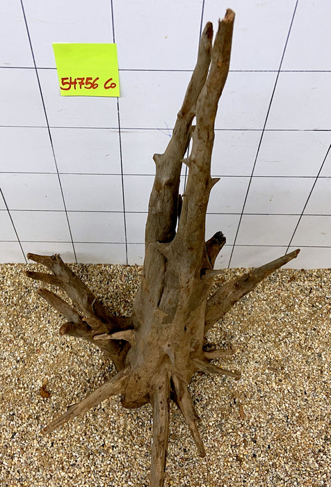 54756CO - Corbo Wurzel Holz XL