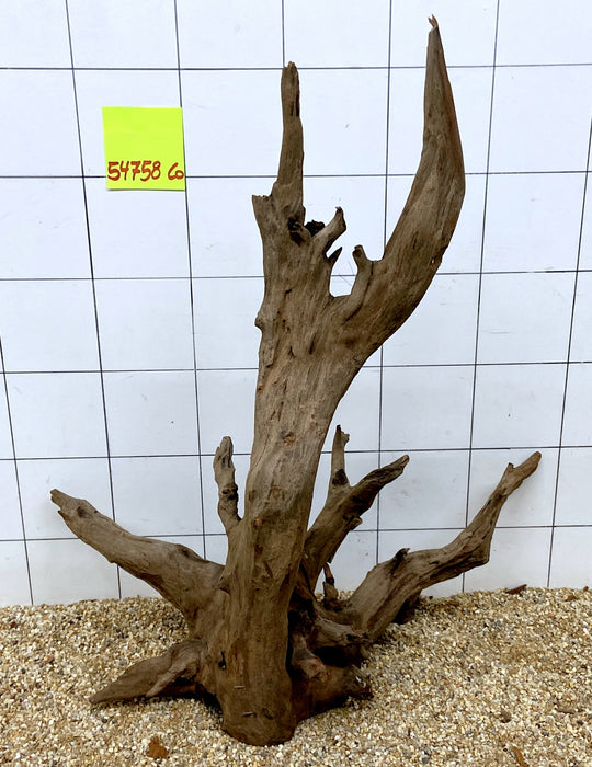 54758CO - Corbo Wurzel Holz XL