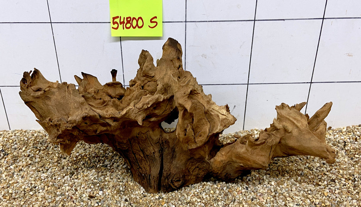 54800S Samoa Wurzel Holz