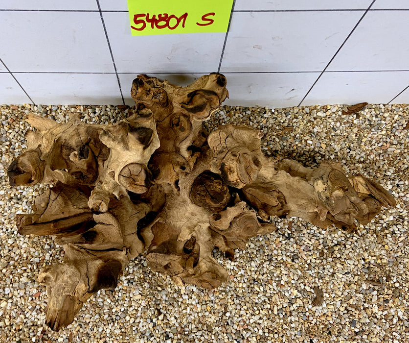 54801S Samoa Wurzel Holz