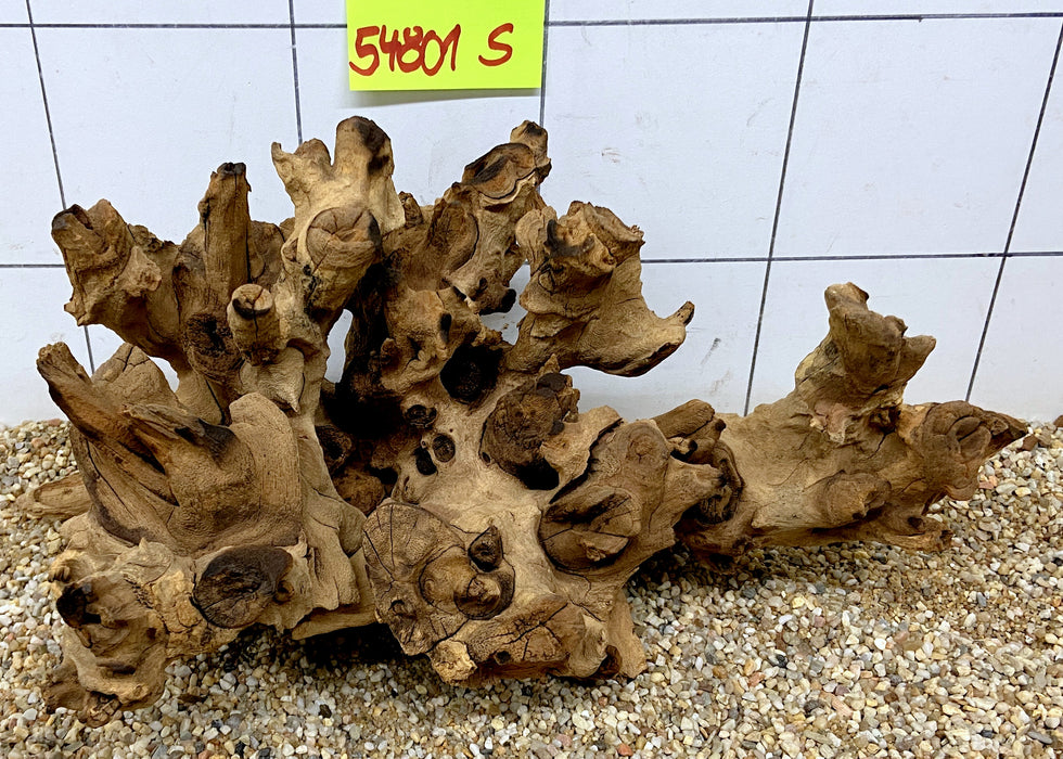 54801S Samoa Wurzel Holz