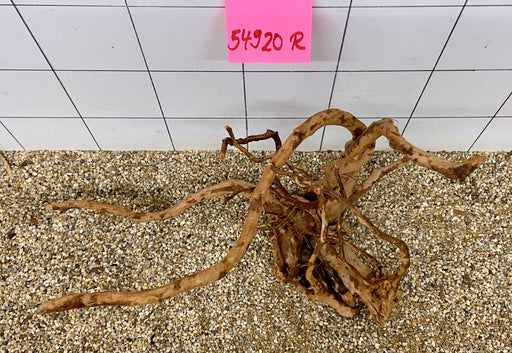 54920R Fingerwood / Rote Moorwurzel Holz