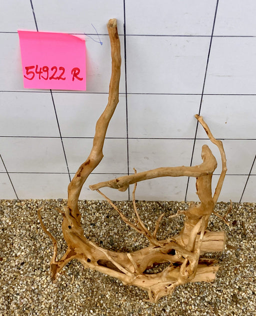 54922R Fingerwood / Rote Moorwurzel Holz