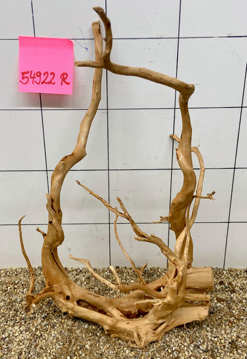 54922R Fingerwood / Rote Moorwurzel Holz