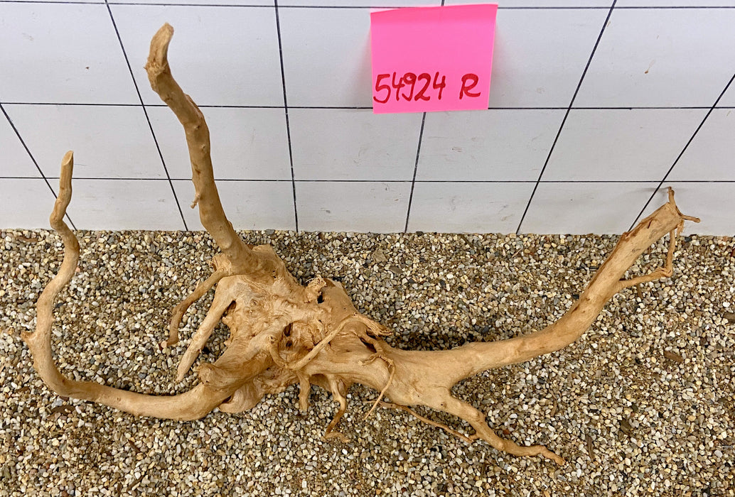 54924R Fingerwood / Rote Moorwurzel Holz