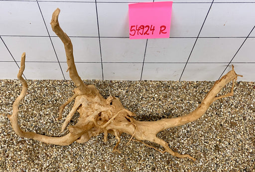 54924R Fingerwood / Rote Moorwurzel Holz