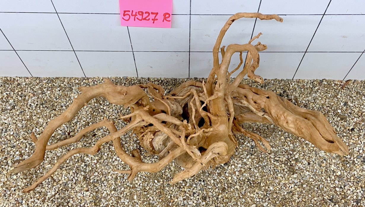 54927R Fingerwood / Rote Moorwurzel Holz