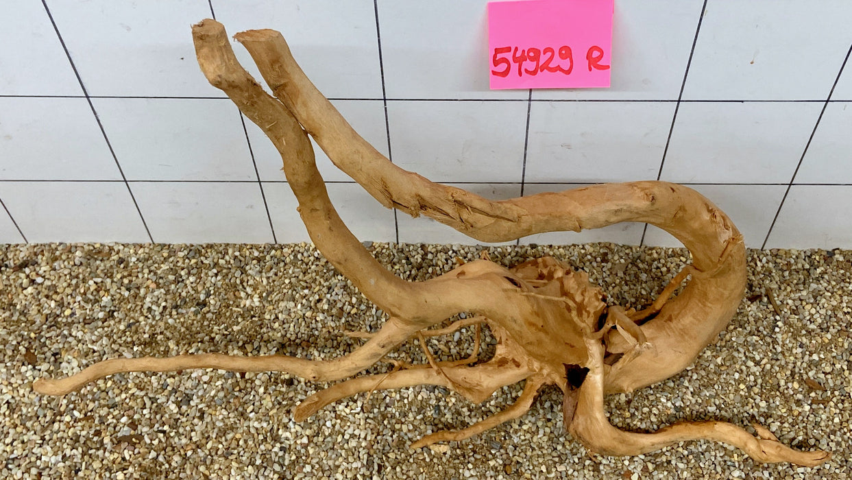 54929R Fingerwood / Rote Moorwurzel Holz