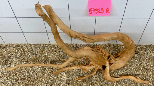 54929R Fingerwood / Rote Moorwurzel Holz