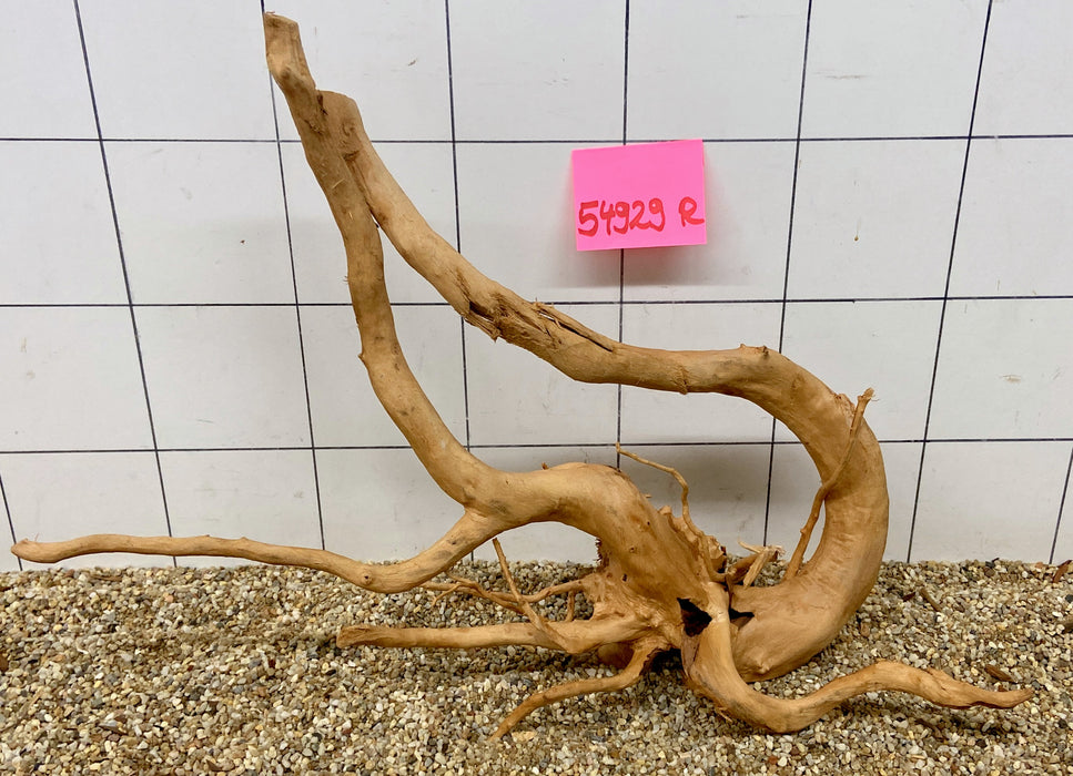 54929R Fingerwood / Rote Moorwurzel Holz