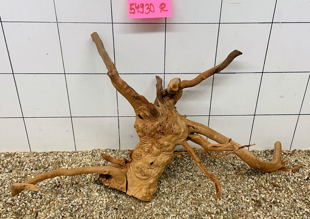 54930R Fingerwood / Rote Moorwurzel Holz