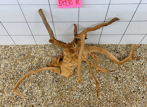 54930R Fingerwood / Rote Moorwurzel Holz