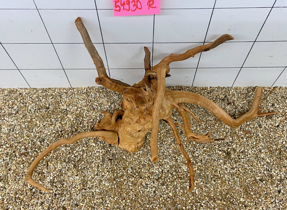 54930R Fingerwood / Rote Moorwurzel Holz