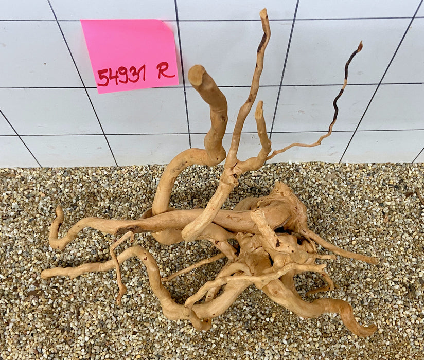 54931R Fingerwood / Rote Moorwurzel Holz