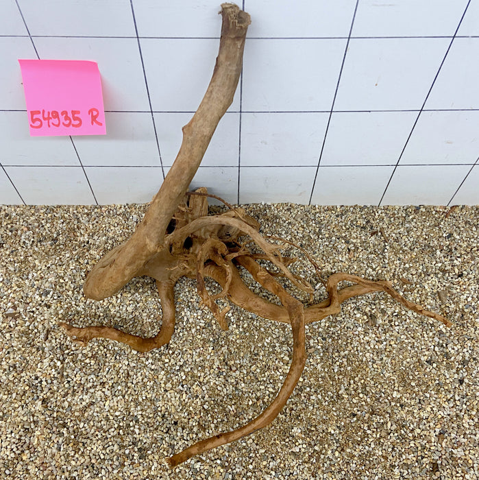 54935R Fingerwood / Rote Moorwurzel Holz