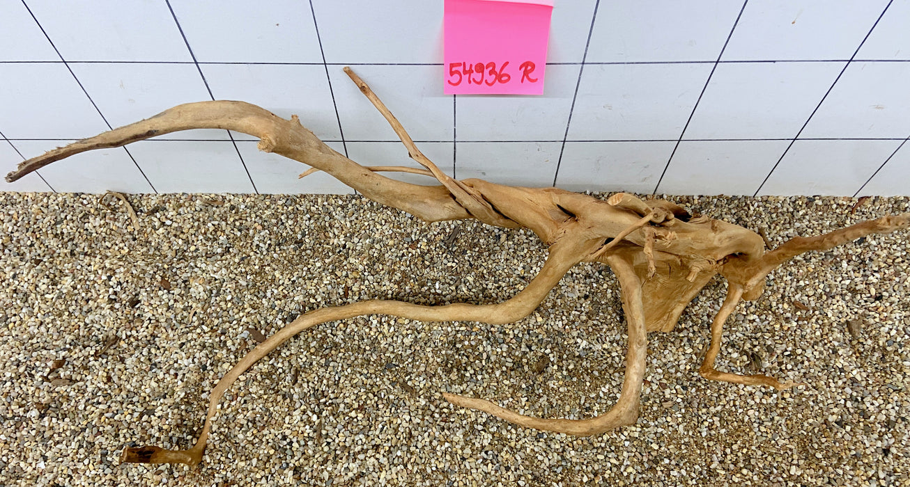 54936R Fingerwood / Rote Moorwurzel Holz