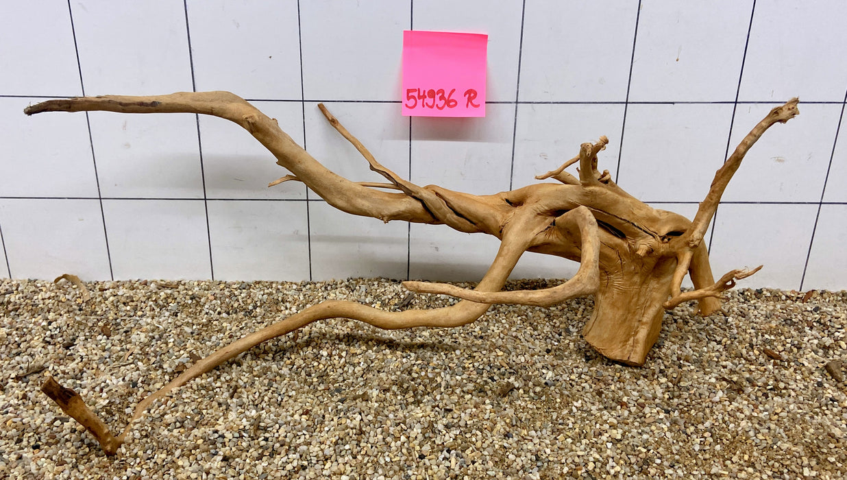 54936R Fingerwood / Rote Moorwurzel Holz