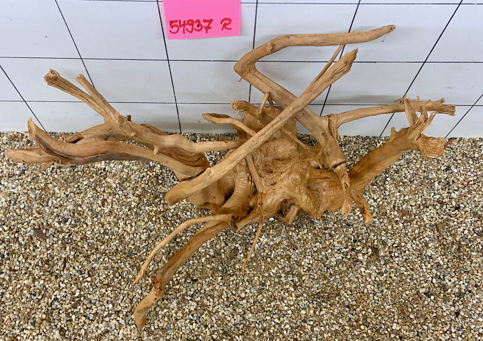 54937R Fingerwood / Rote Moorwurzel Holz