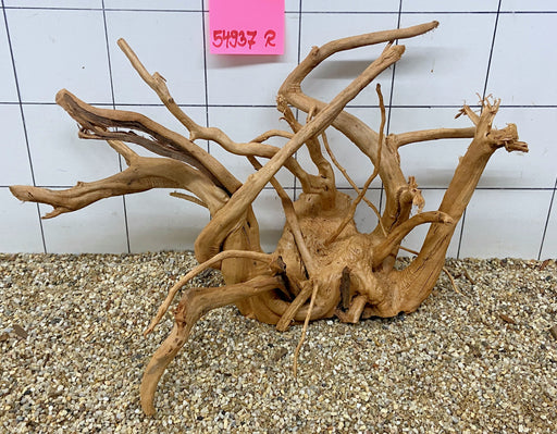 54937R Fingerwood / Rote Moorwurzel Holz