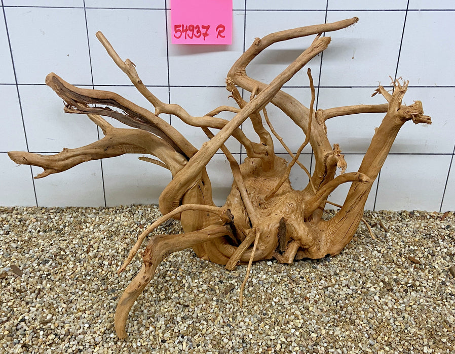 54937R Fingerwood / Rote Moorwurzel Holz