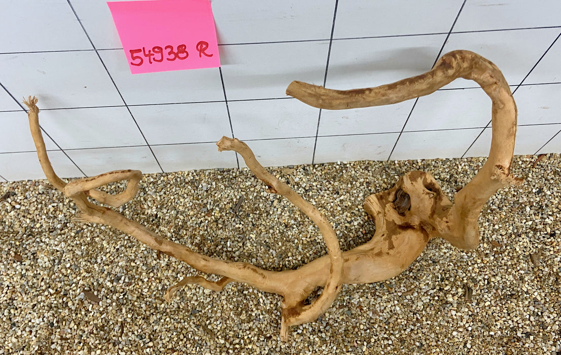 54938R Fingerwood / Rote Moorwurzel Holz