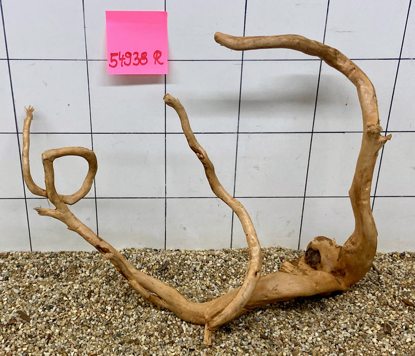 54938R Fingerwood / Rote Moorwurzel Holz