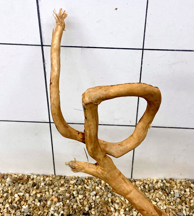 54938R Fingerwood / Rote Moorwurzel Holz