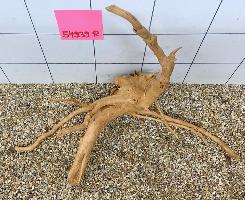 54939R Fingerwood / Rote Moorwurzel Holz