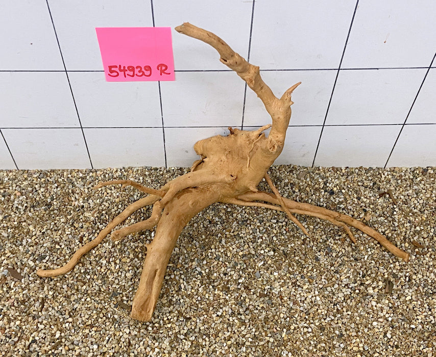 54939R Fingerwood / Rote Moorwurzel Holz