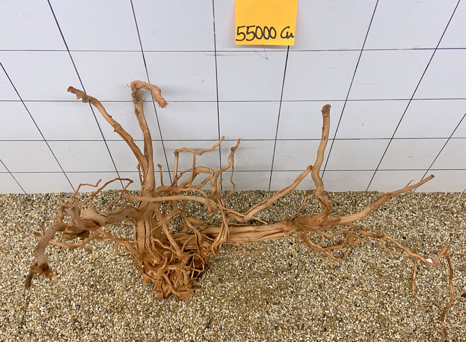 55000CU - Curlwood Wurzel Holz