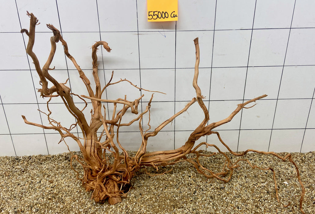 55000CU - Curlwood Wurzel Holz