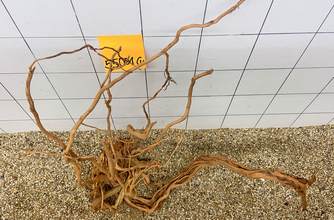 55001CU - Curlwood Wurzel Holz