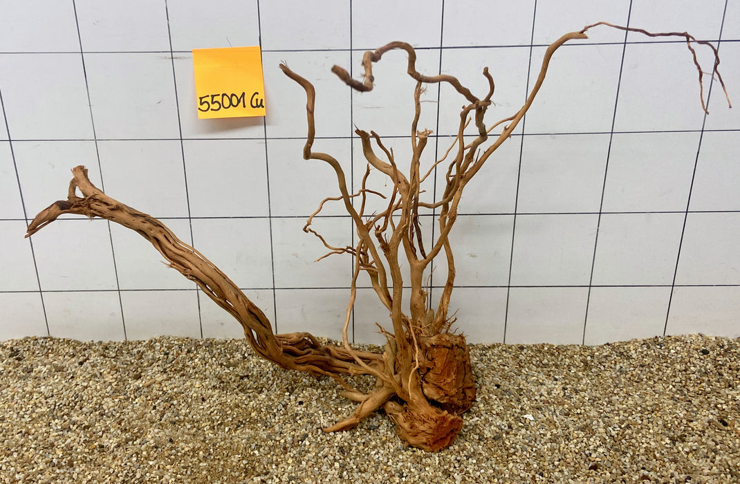 55001CU - Curlwood Wurzel Holz